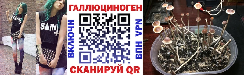 Псилоцибиновые грибы Psilocybe Белоусово